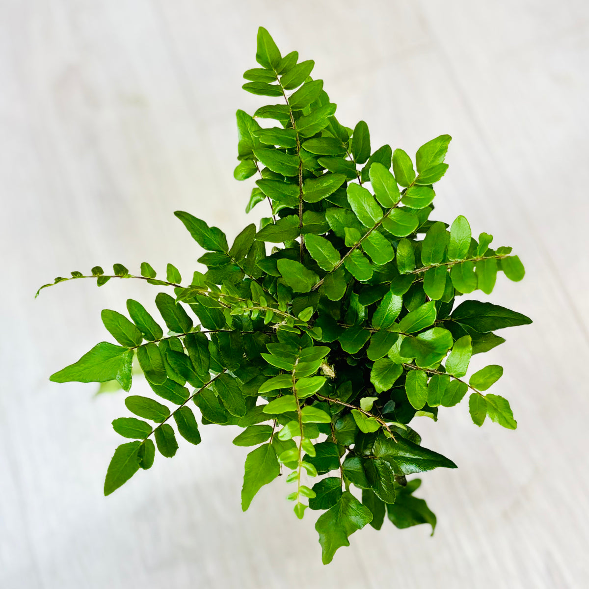 Sickle Fern