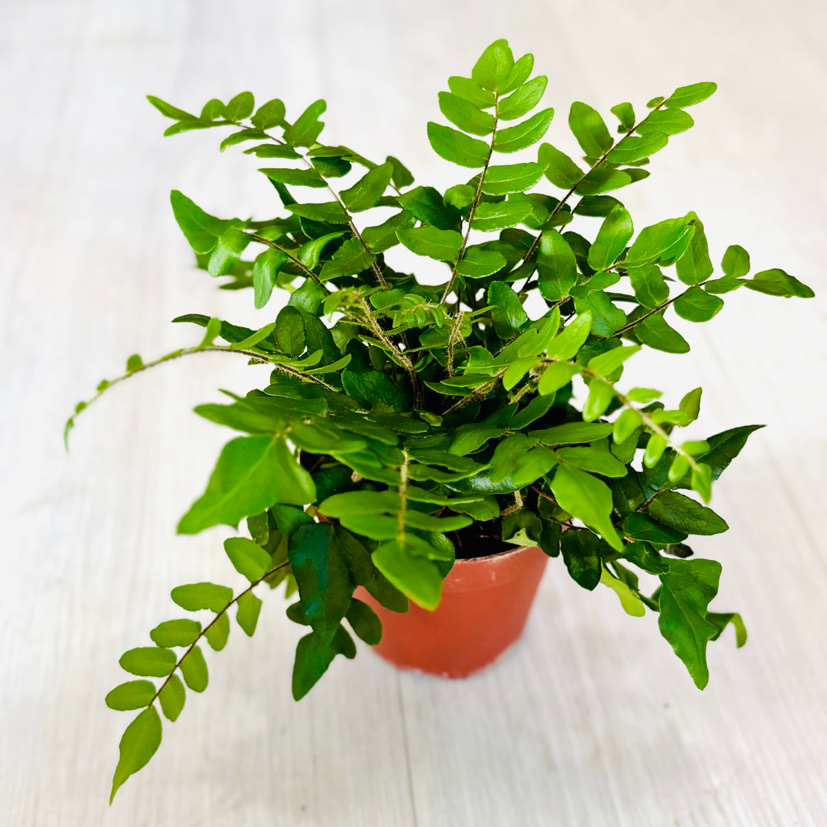 Sickle Fern