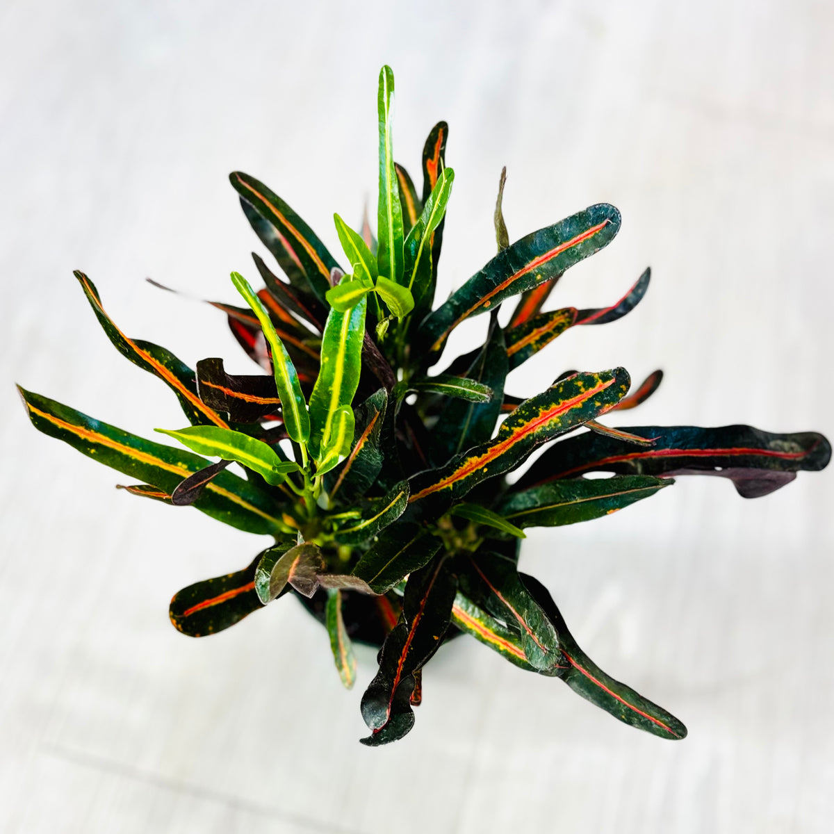 Mammy Croton