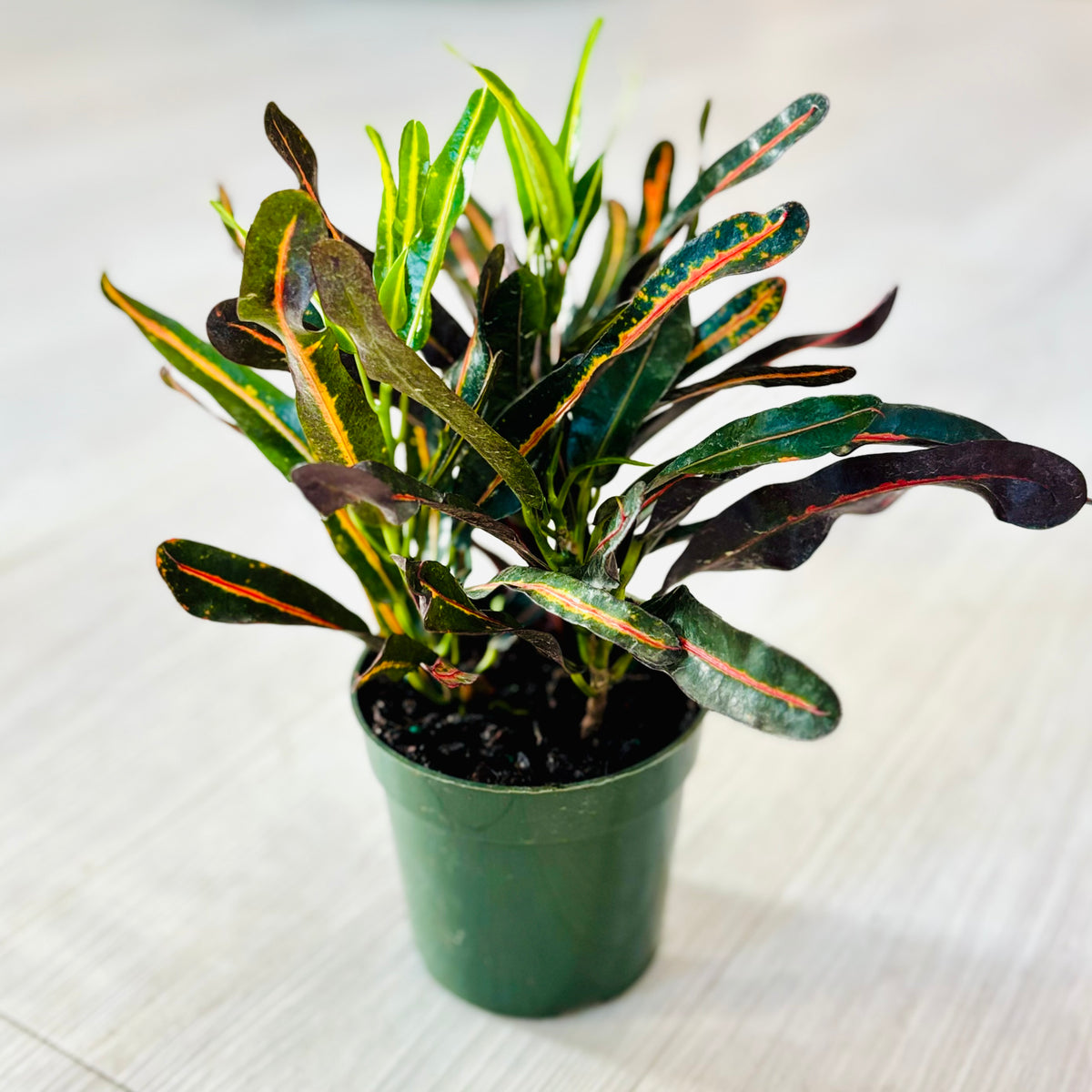 Mammy Croton
