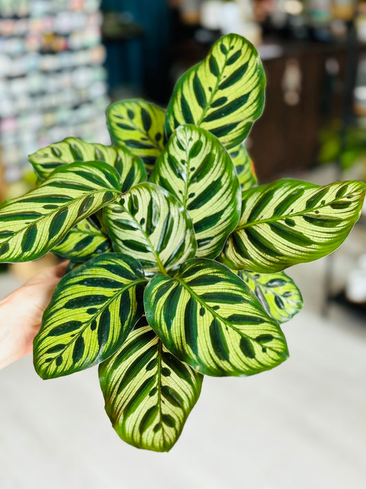 Makoyana Calathea