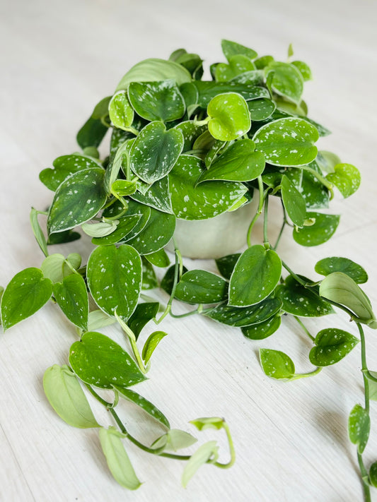 Silver Satin Pothos