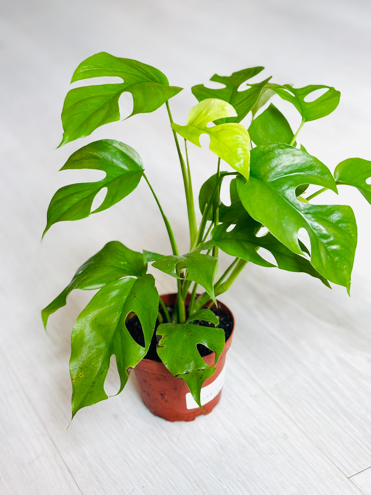 Monstera Minima