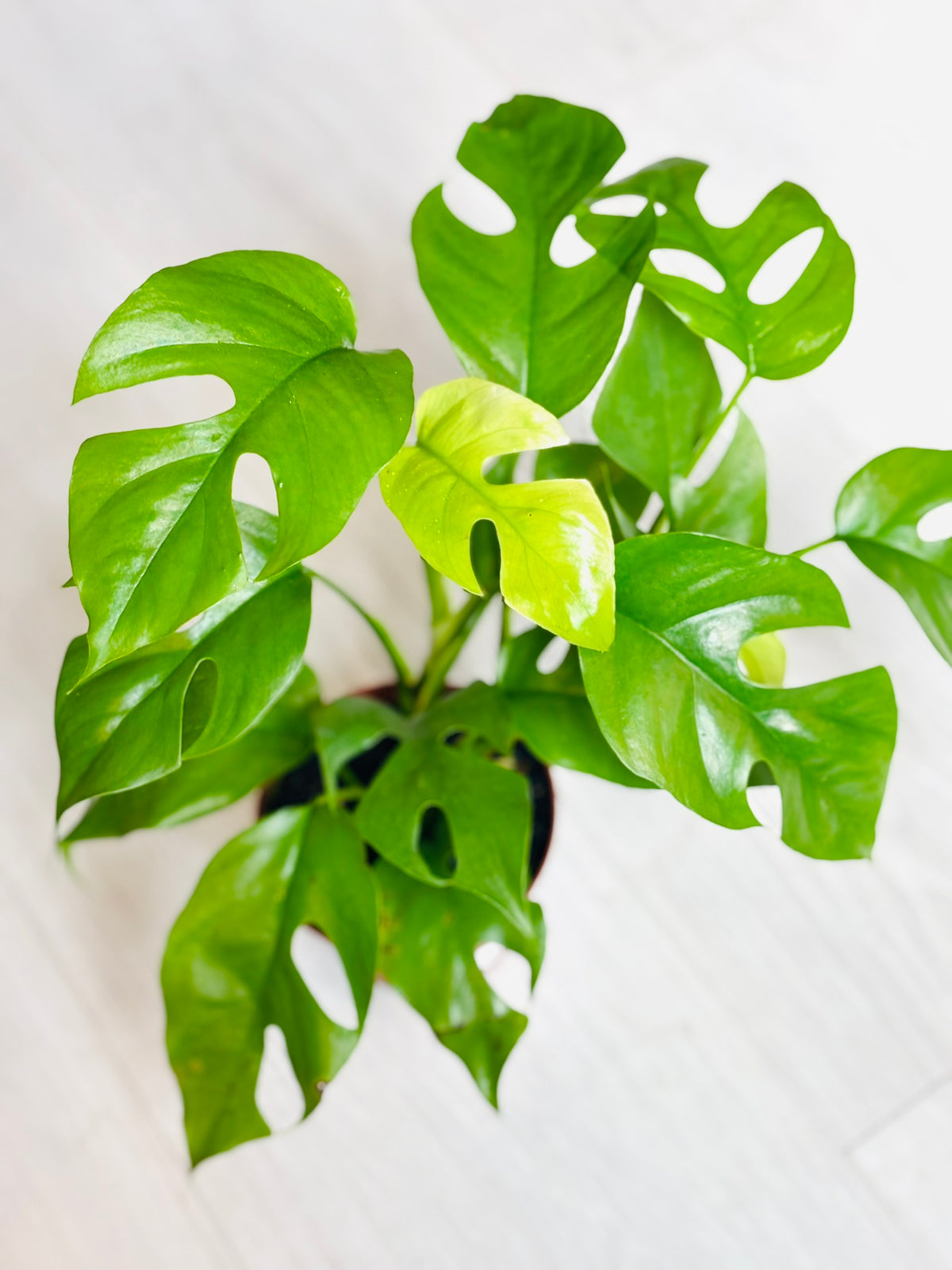 Monstera Minima
