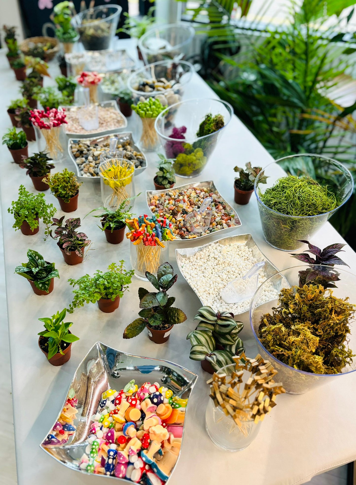 Terrarium Creations - August 21st
