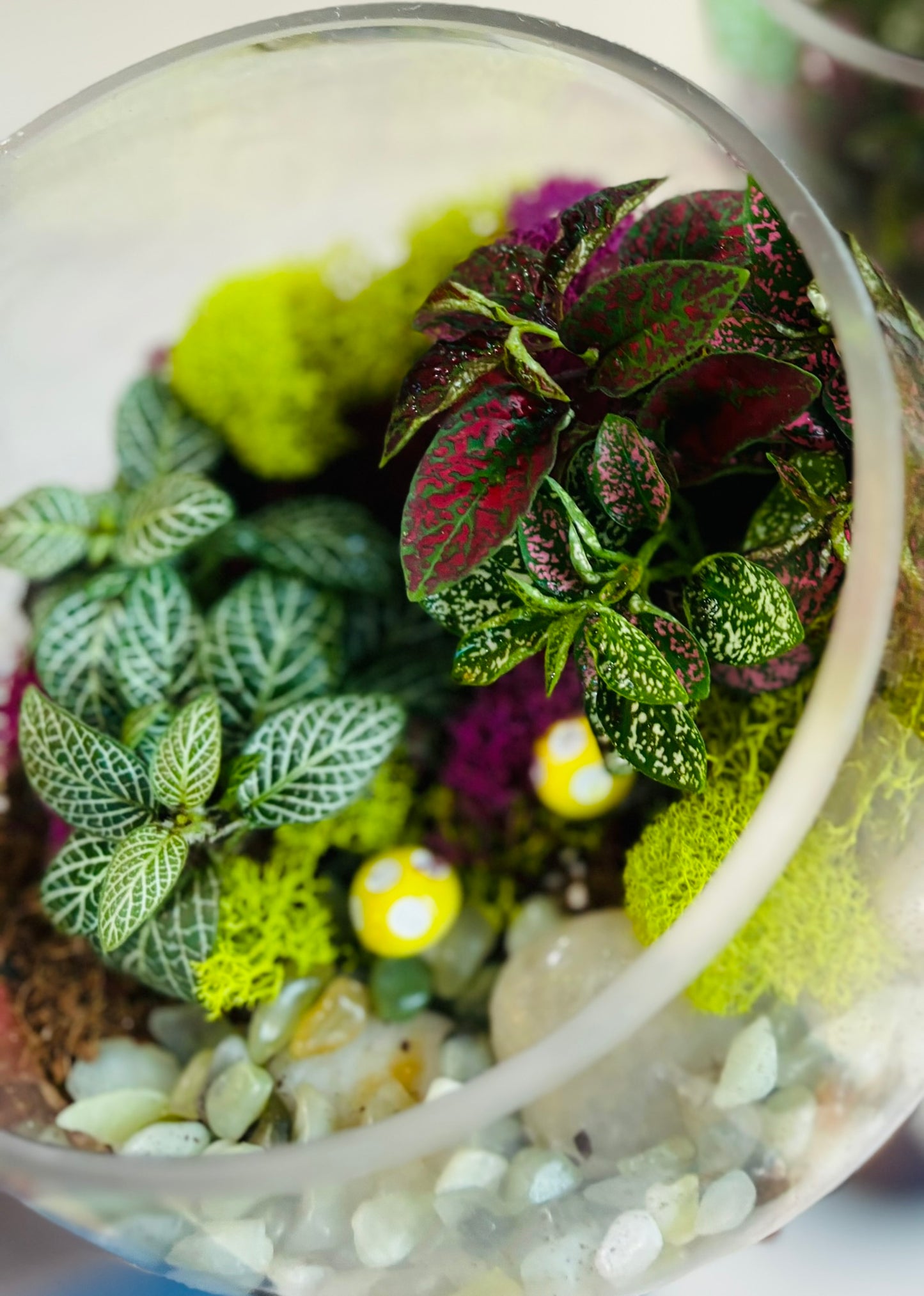Terrarium Creations - August 21st