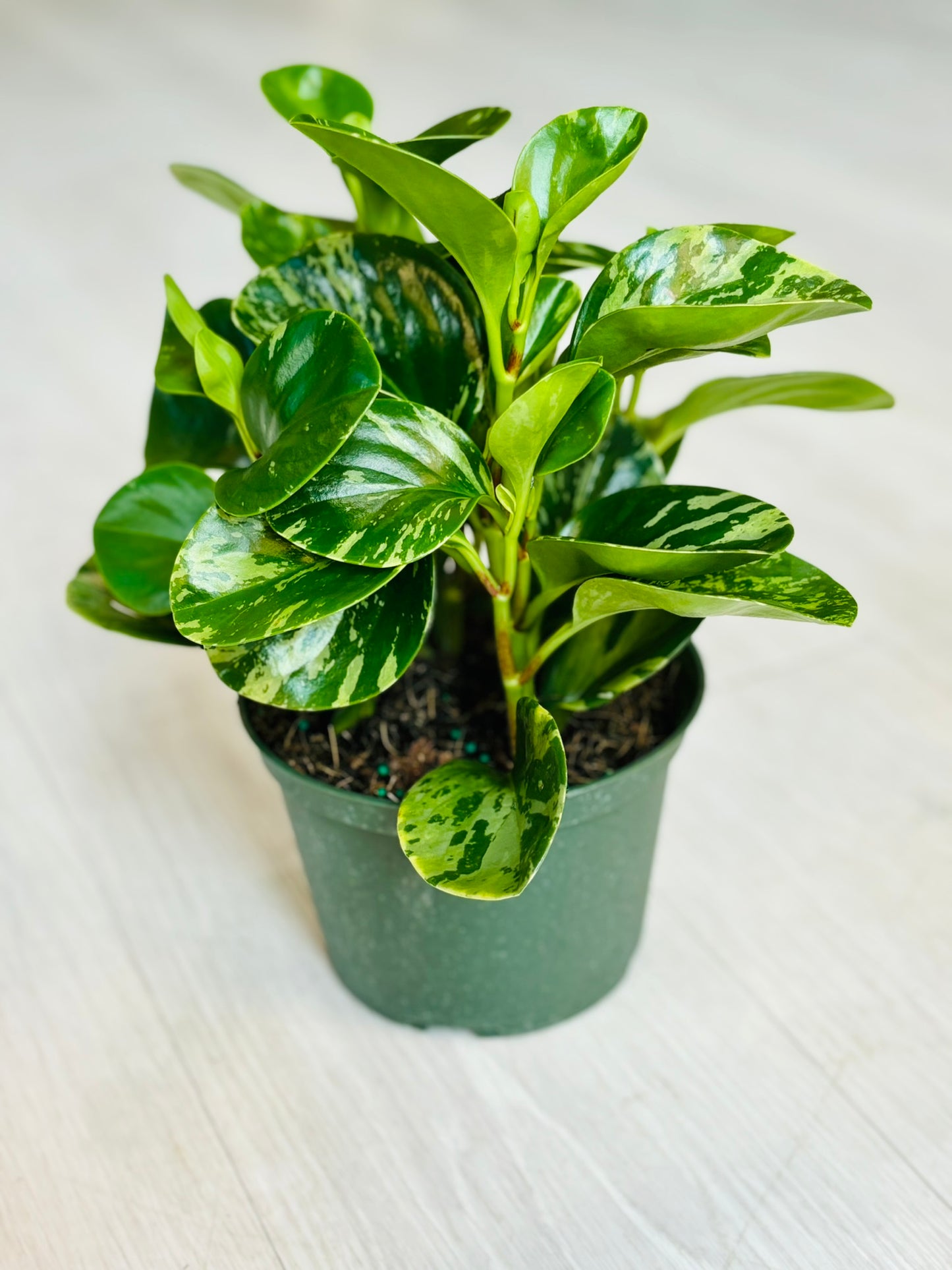 Variegated Peperomia