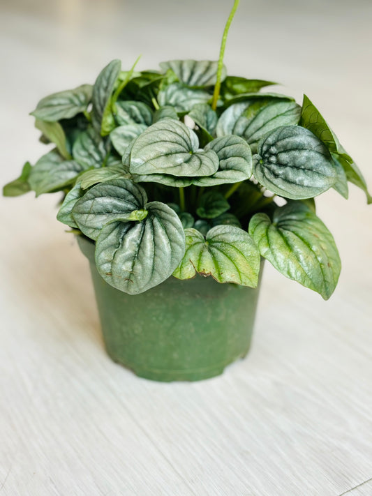 Silver Ripple Peperomia