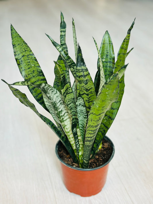 Zeylanica Snake Plant