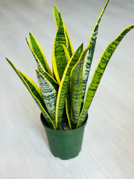 Laurentii Snake Plant