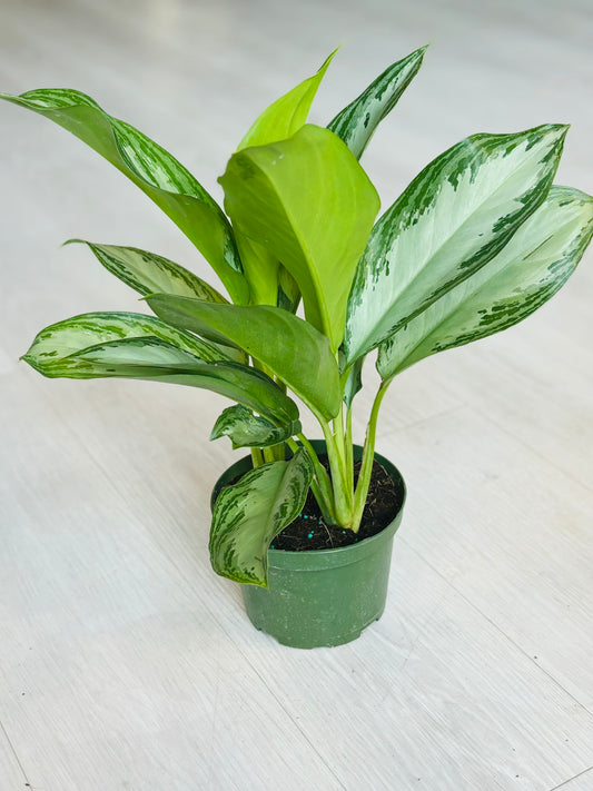Silver Bay Aglaonema