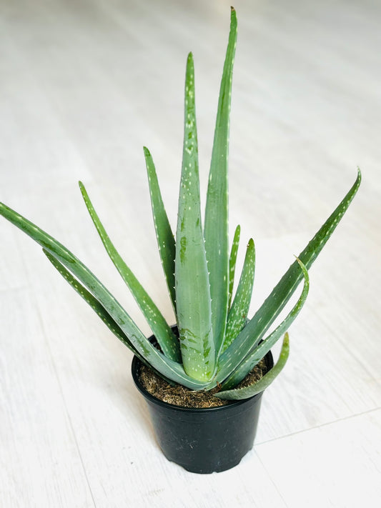 Aloe Vera
