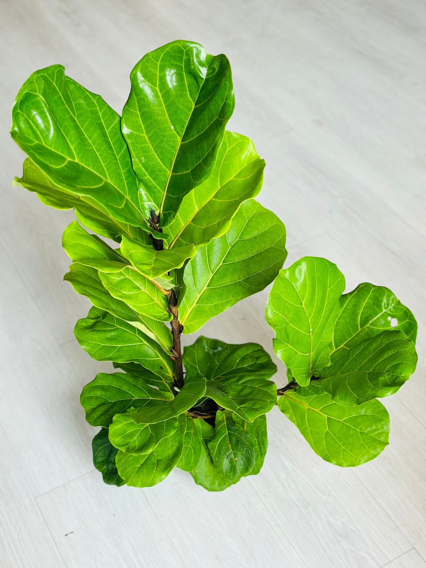 Fiddle Leaf Fig Bush