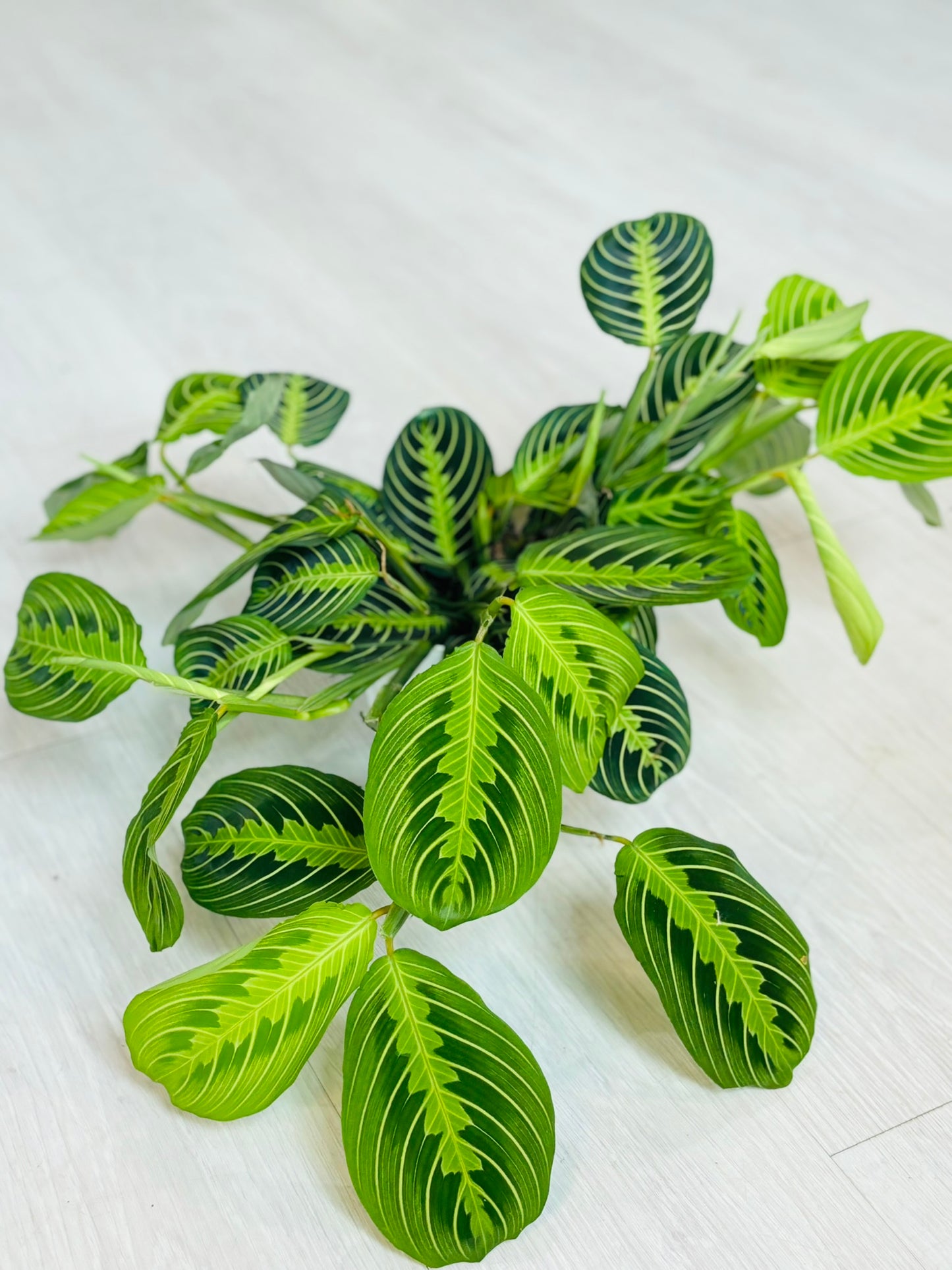 Lemon Lime Prayer Plant