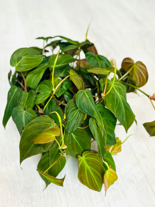Micans Philodendron