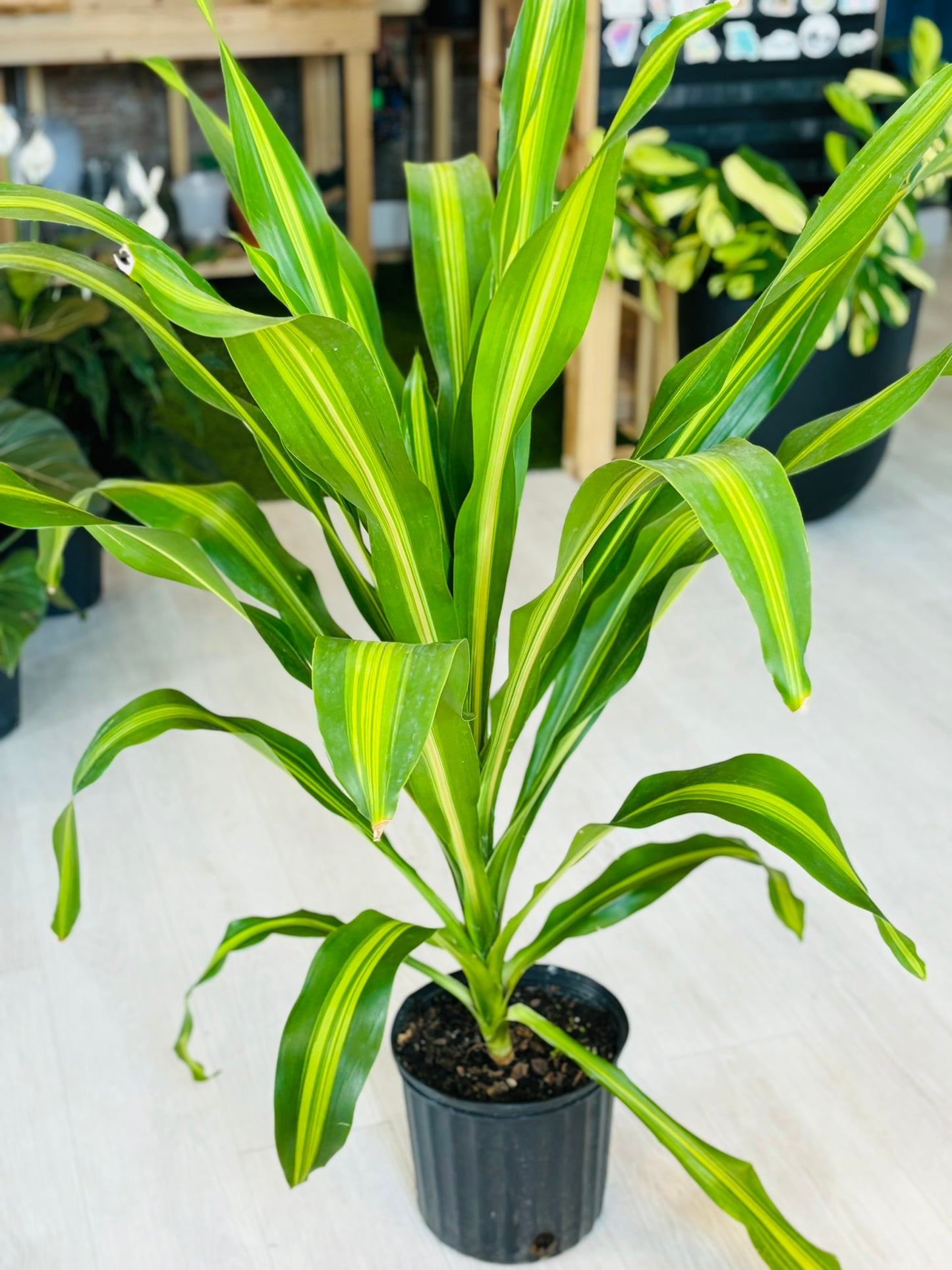 Dracaena Giganta