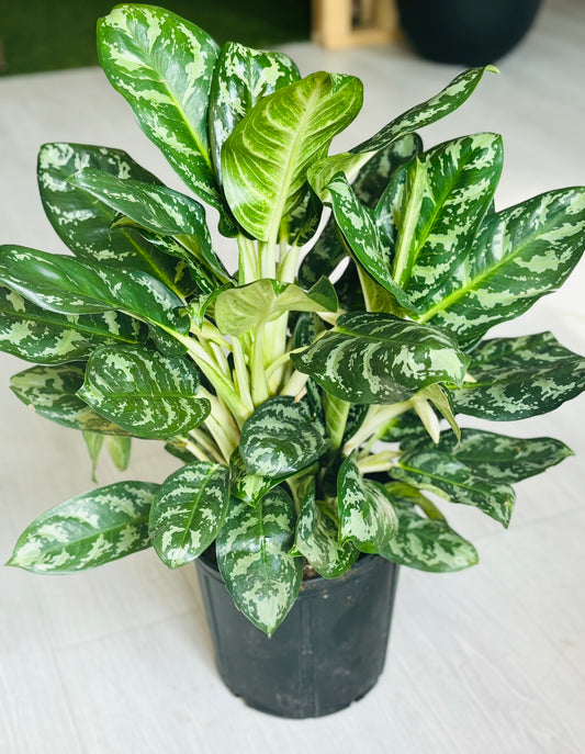Maria Aglaonema