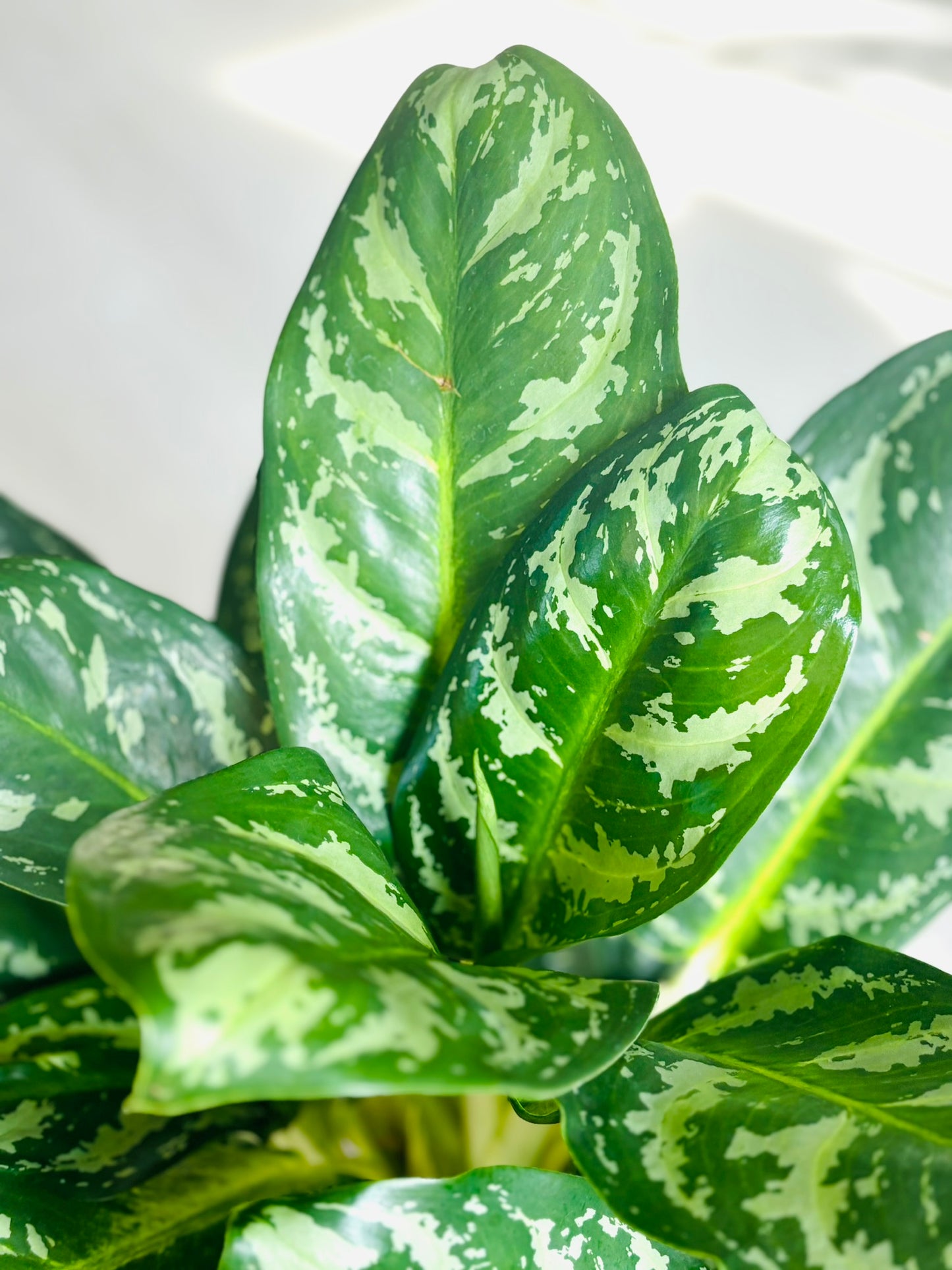 Maria Aglaonema