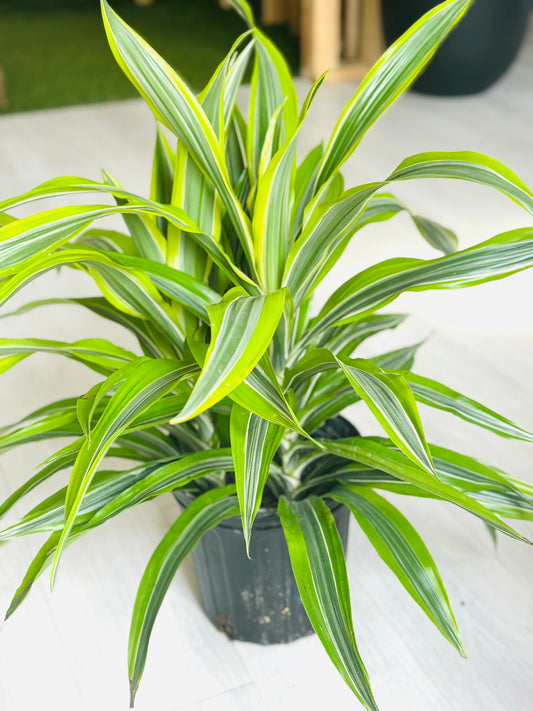 Dracaena Lemon Lime 8"
