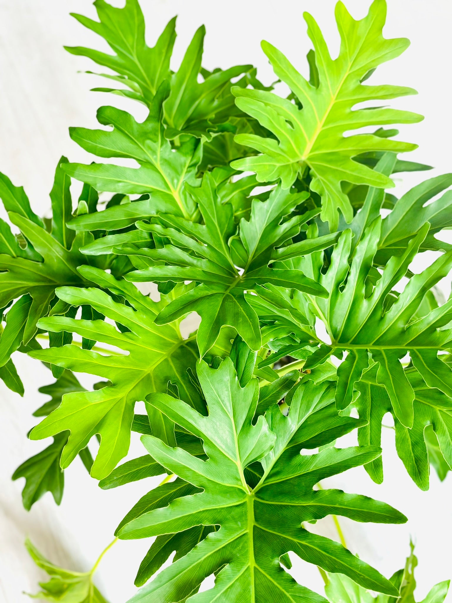 philodendron xanadu Xanadu Philodendron – SoCal Soul Plants & Gifts