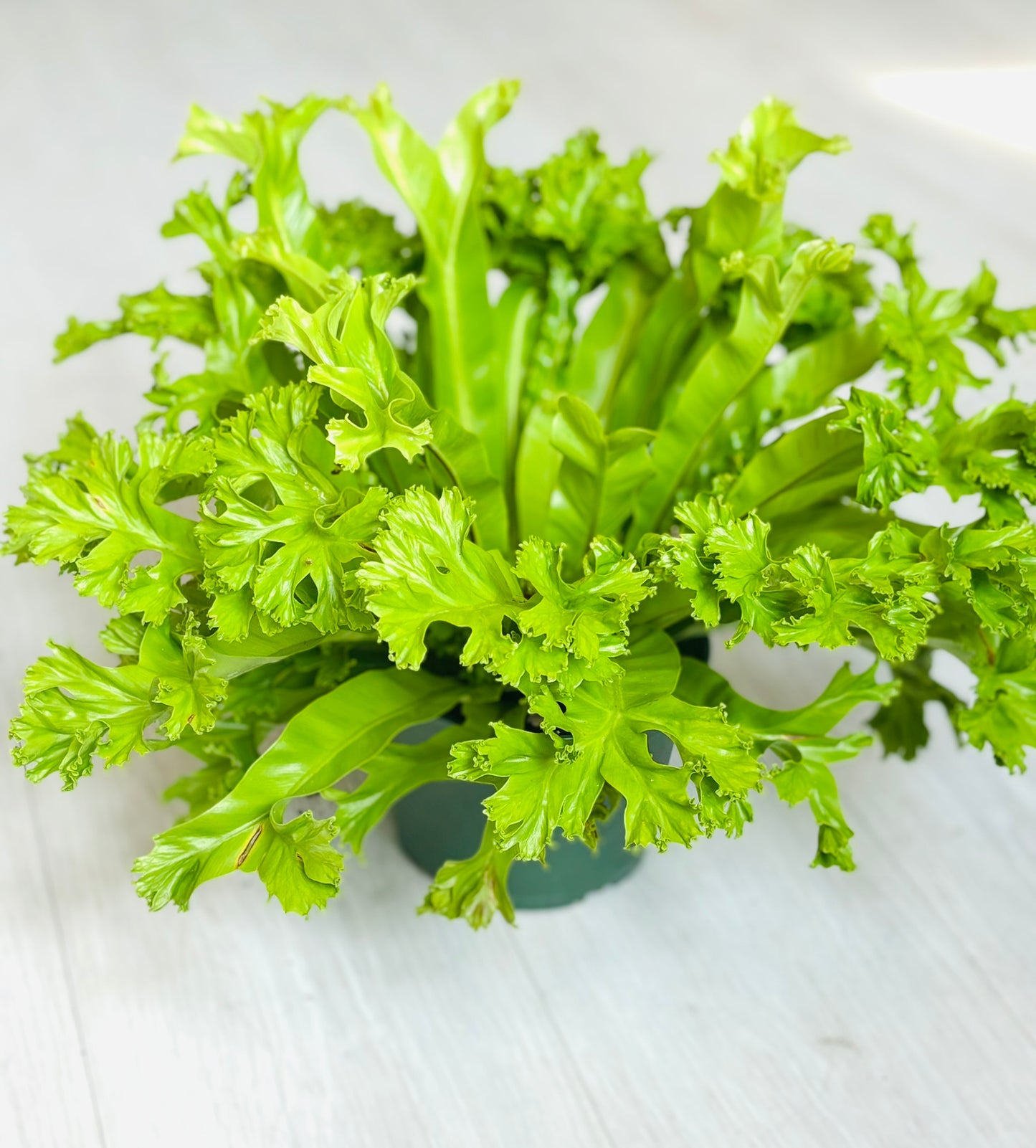 Green Flame Fern
