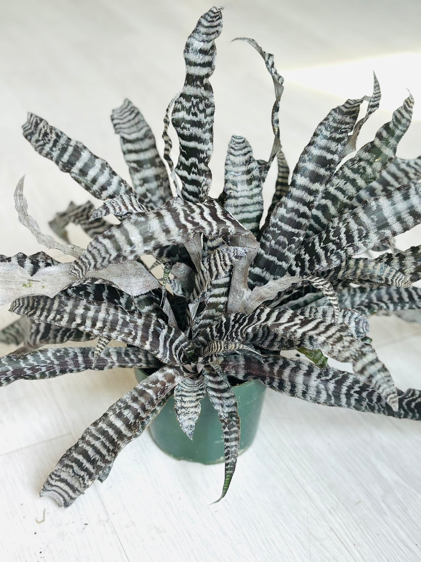 Cryptanthus