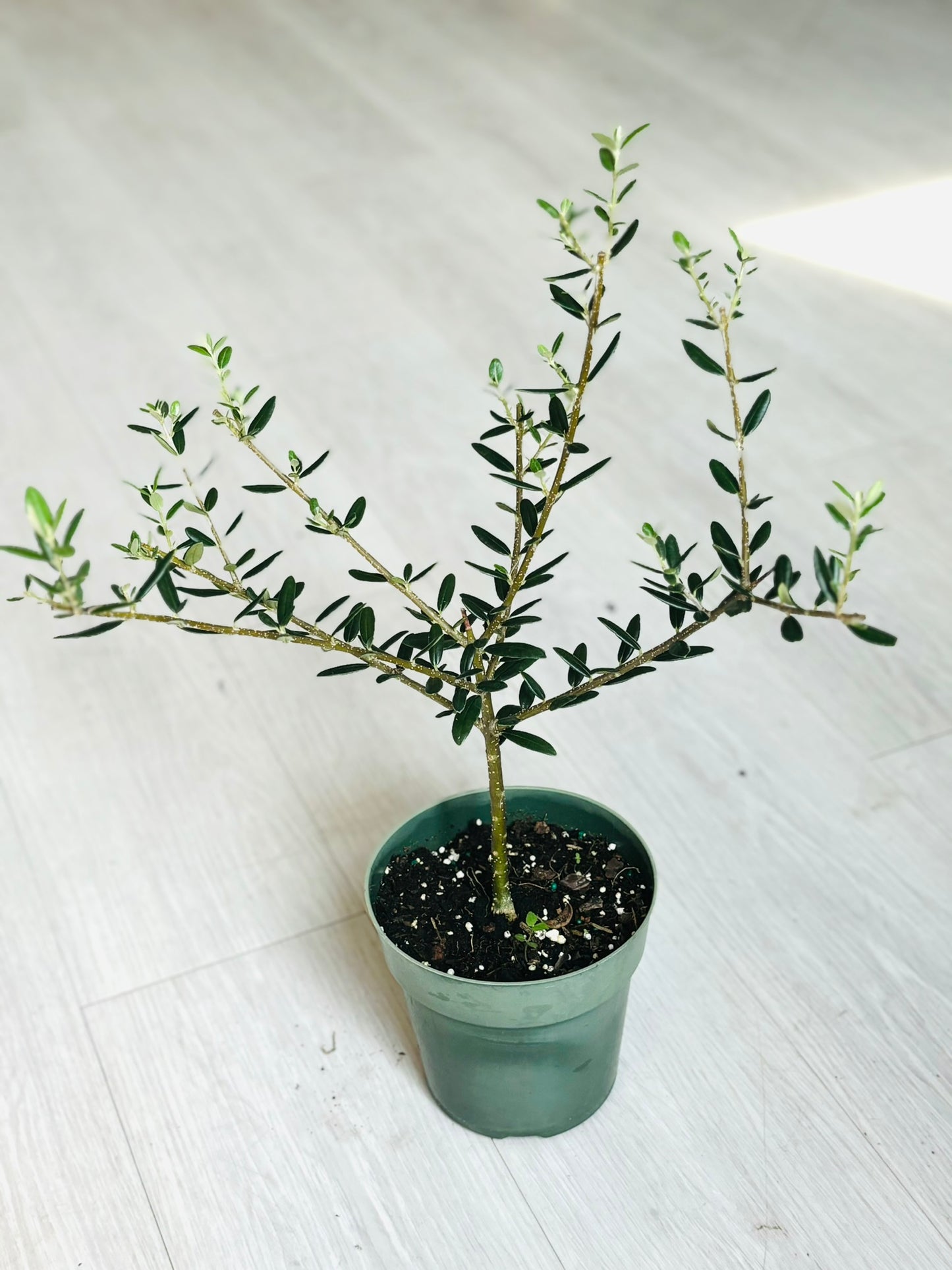 Olive Tree