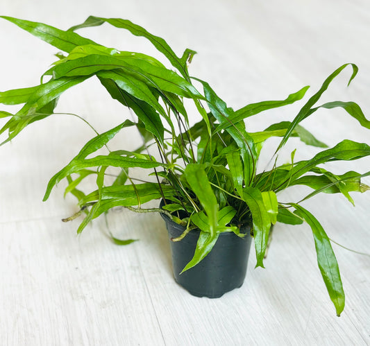 Kangaroo Paw Fern