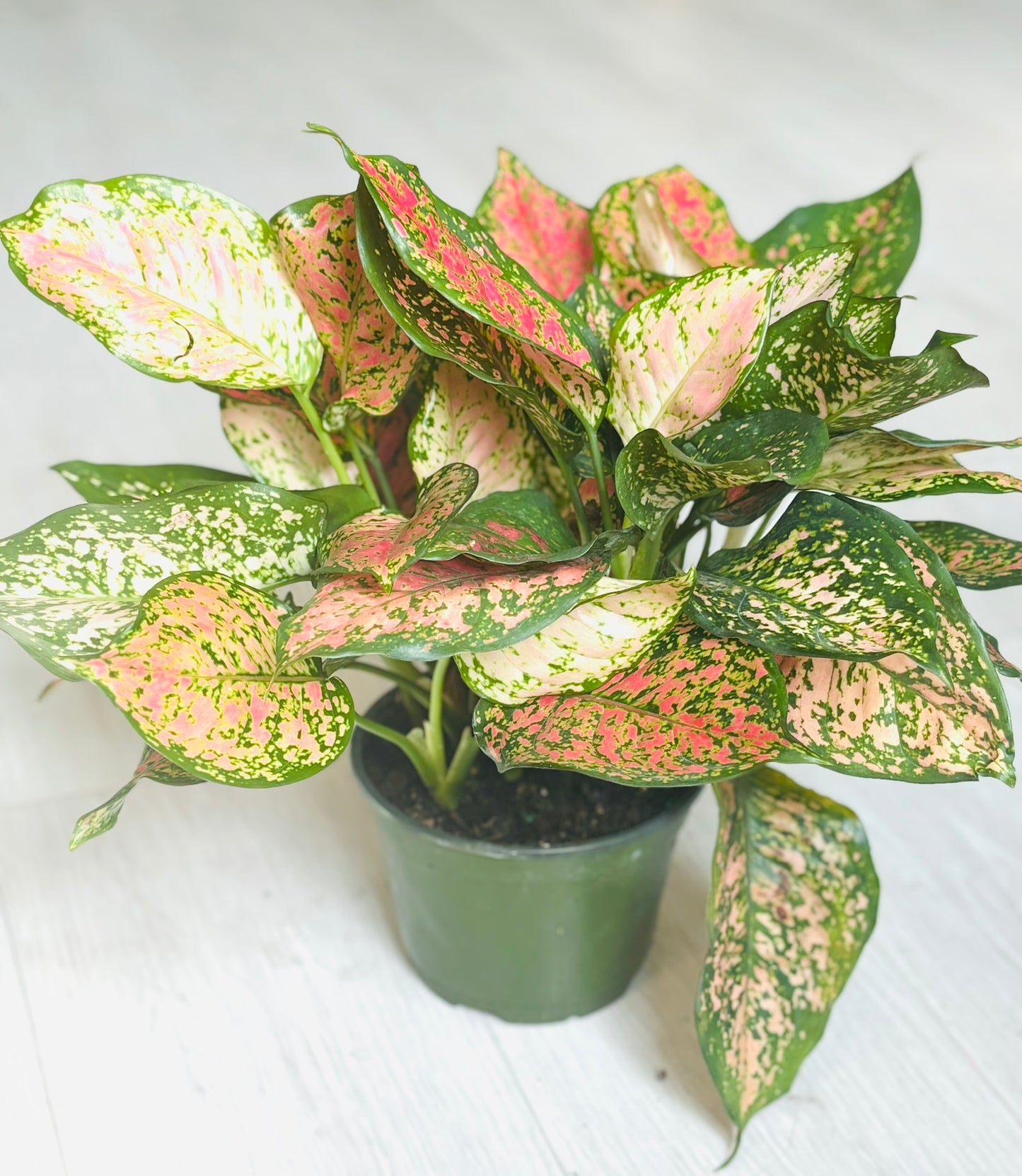 Red Aglaonema