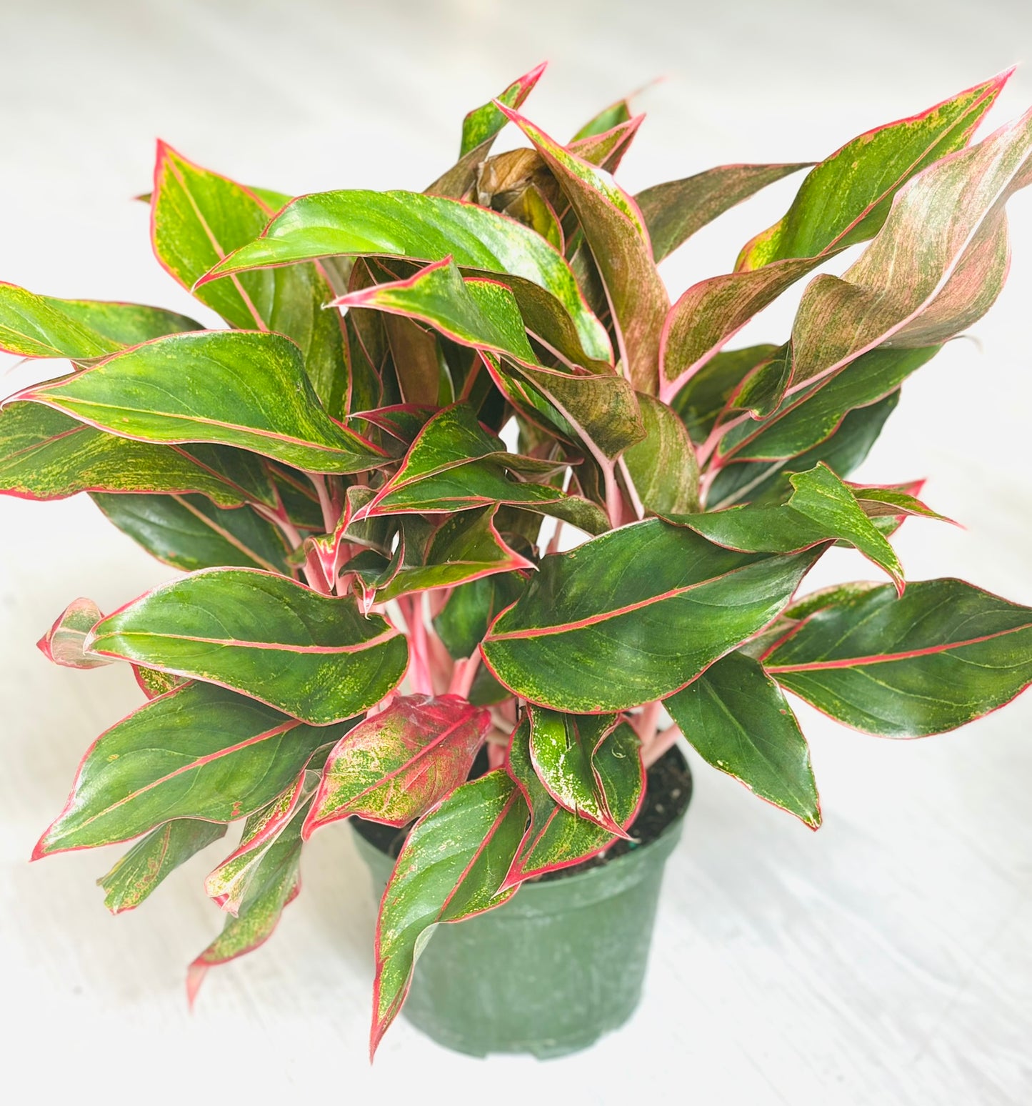 King of Siam Aglaonema