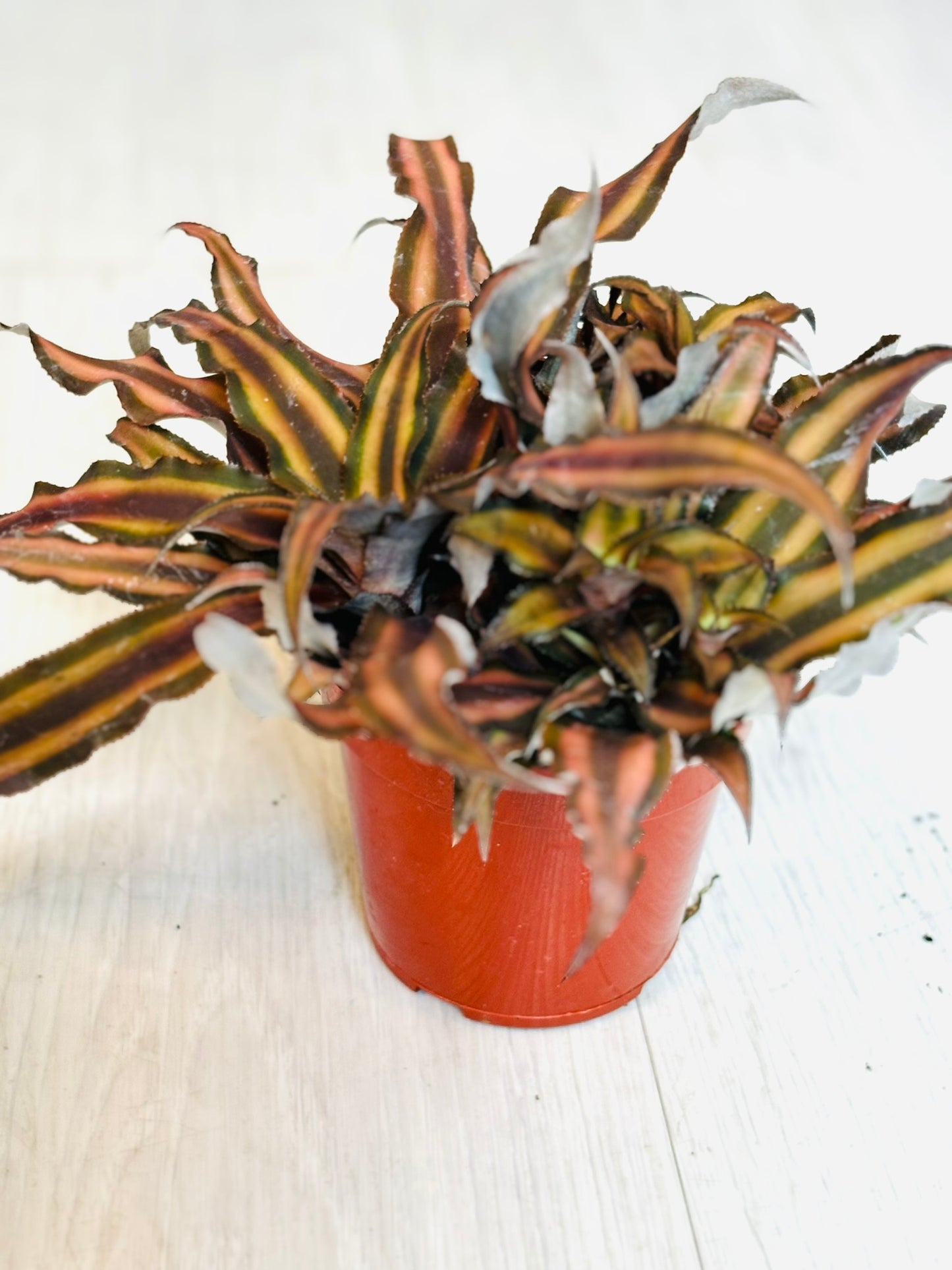 Cryptanthus