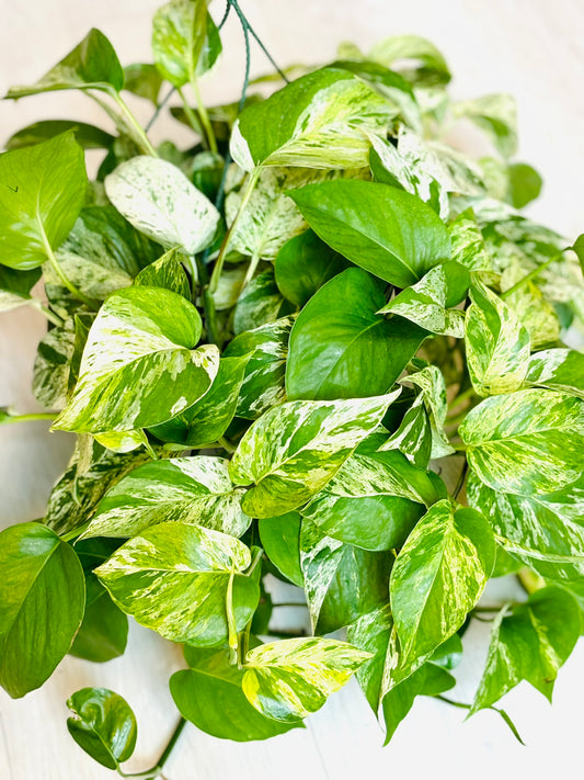 Marble Queen Pothos