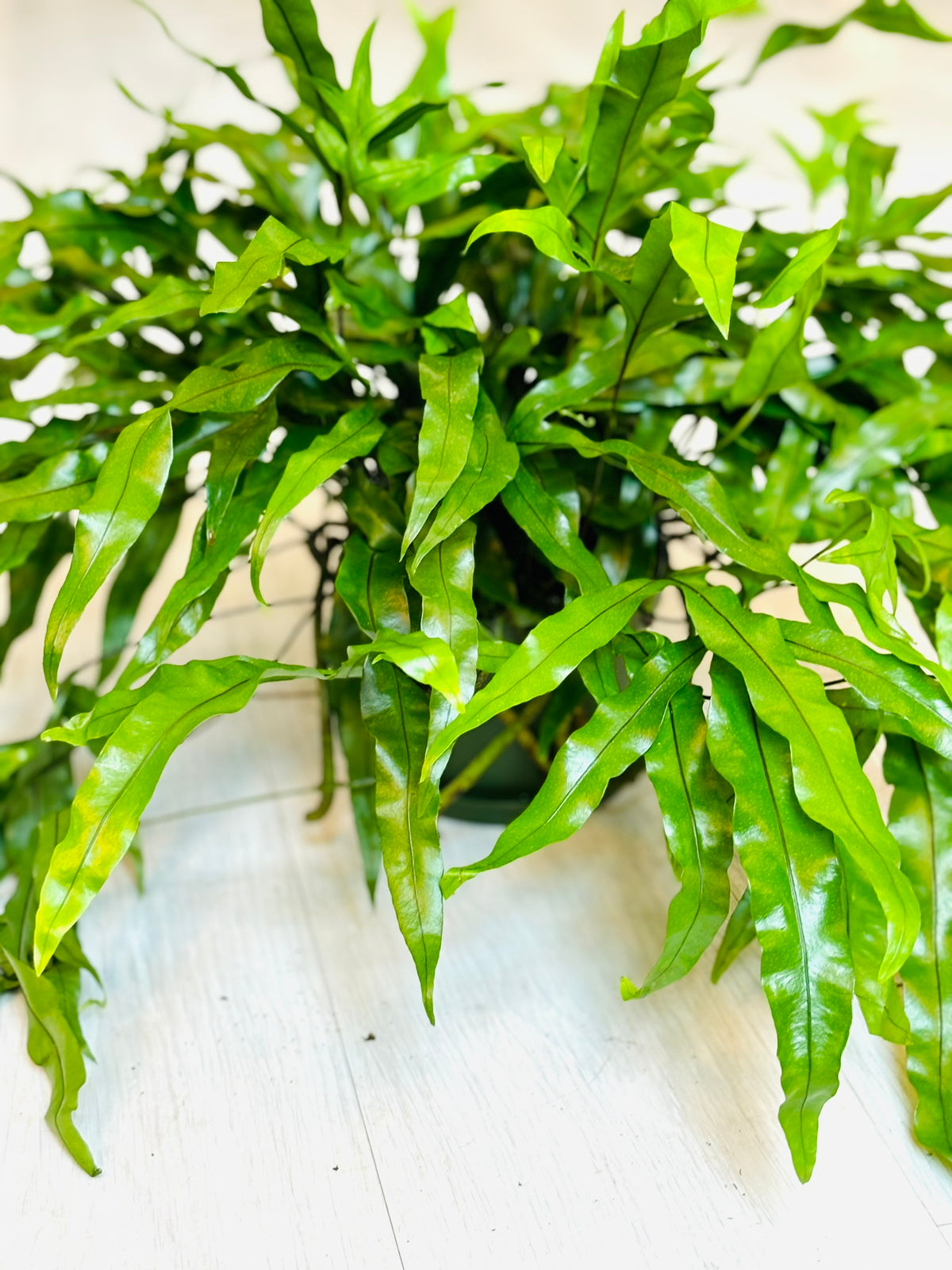 Kangaroo Paw Fern