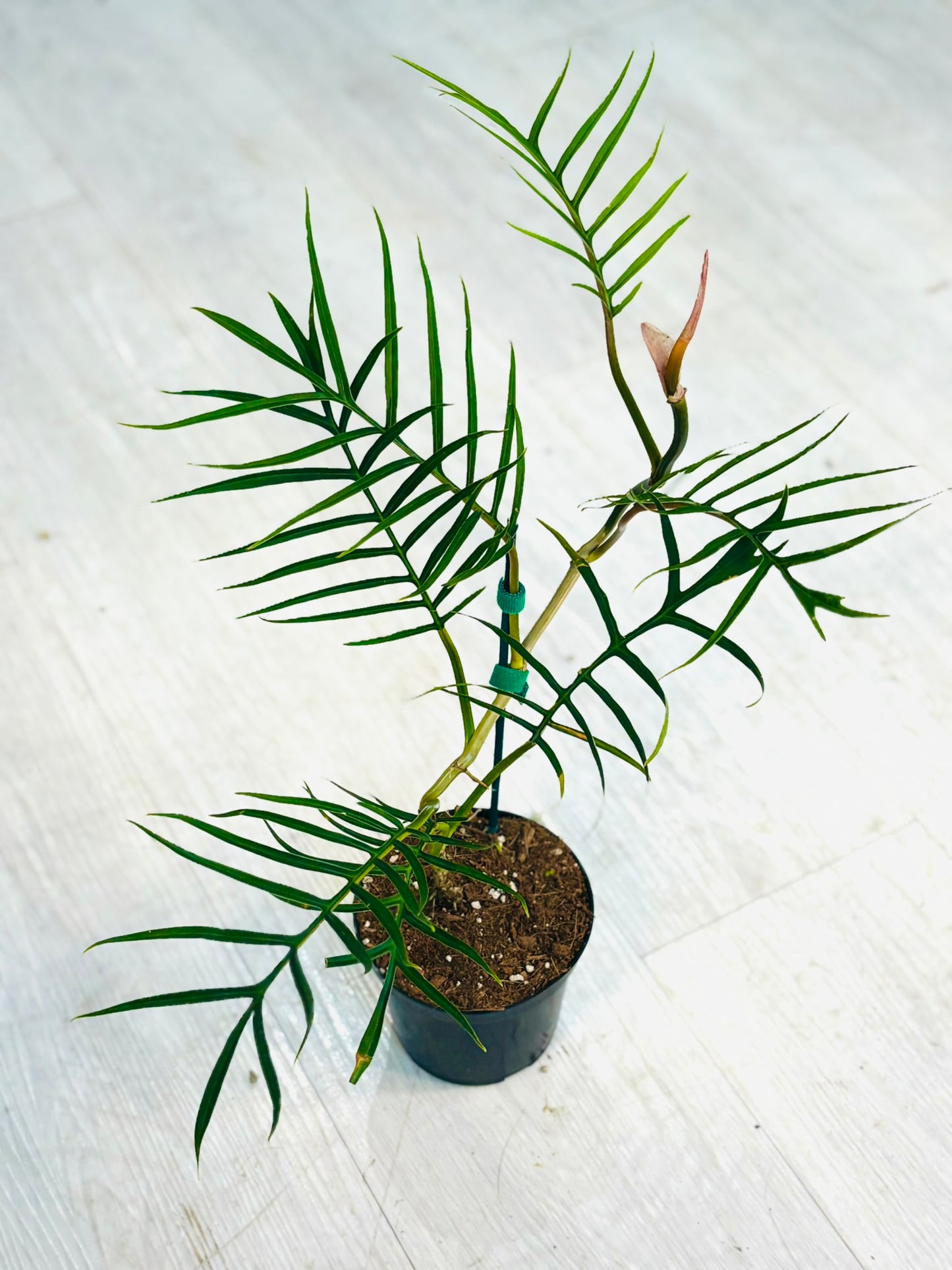 Tortum Philodendron