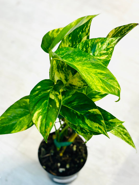 Yellow Flame Epipremnum Pinnatum