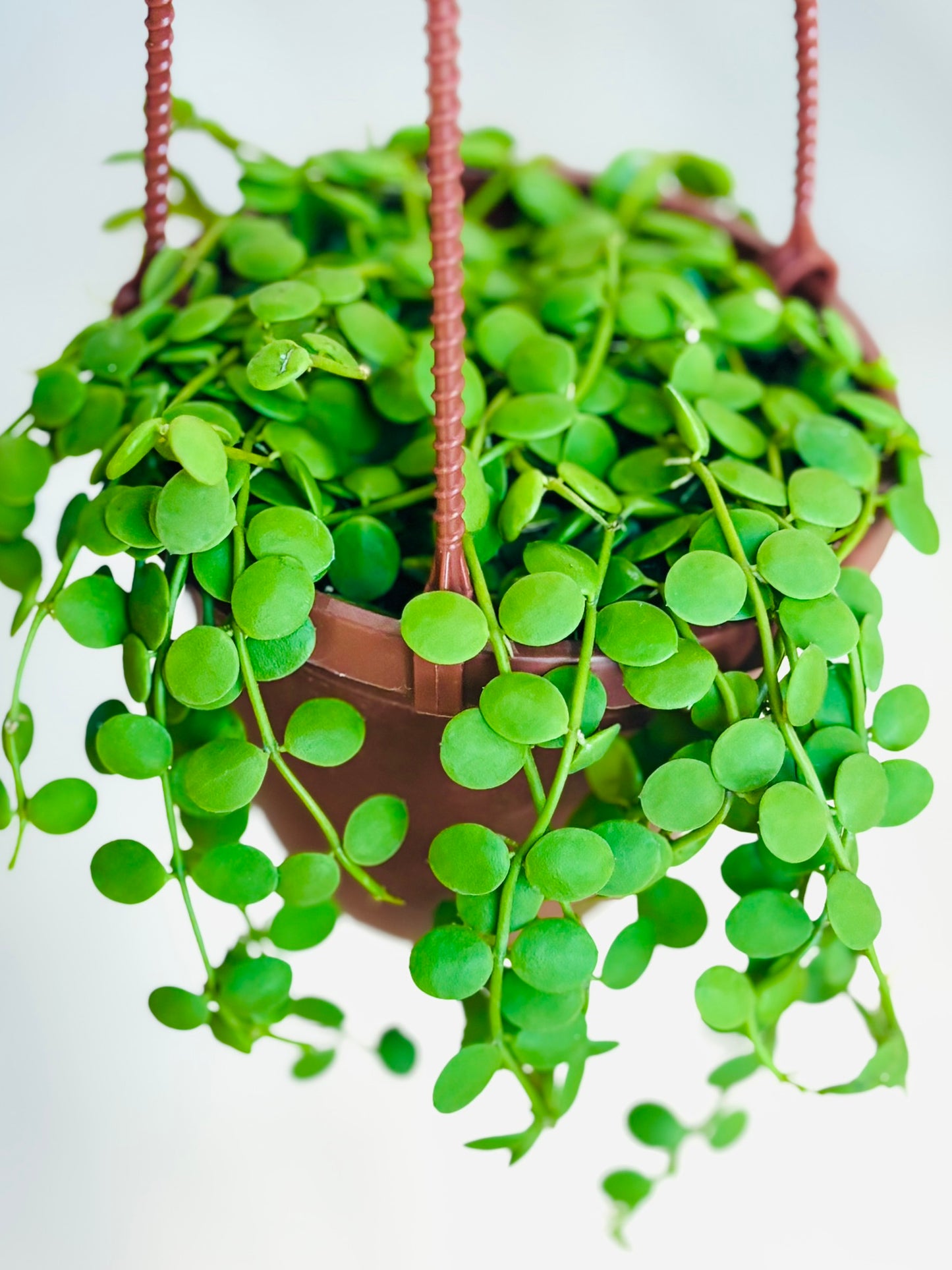 String Of Nickels