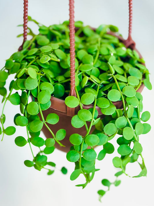 String Of Nickels