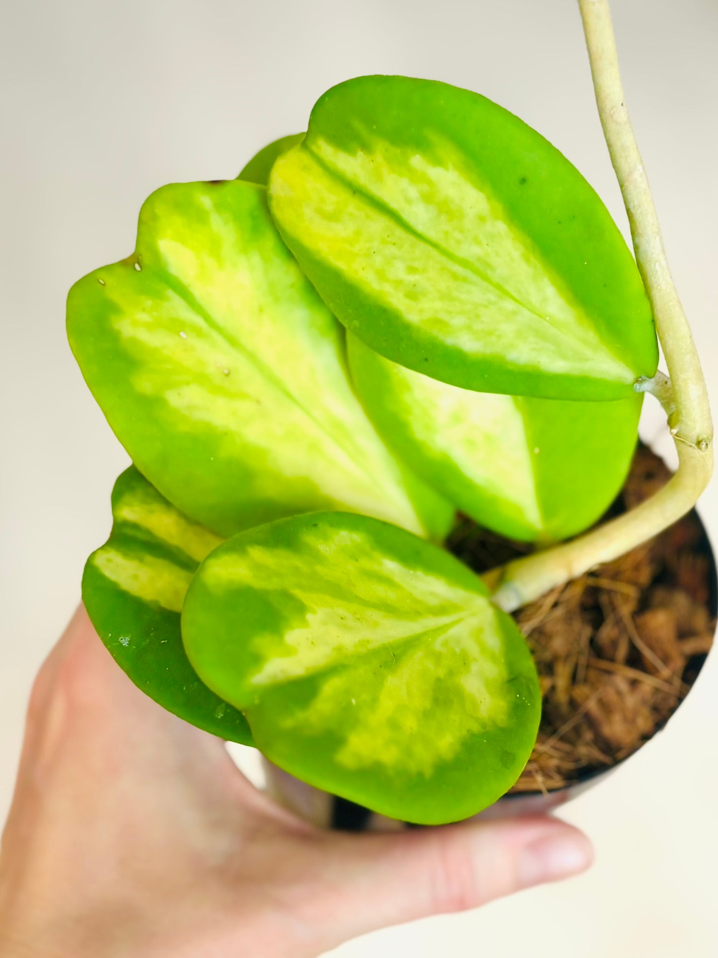 Variegated Kerrii Hoya