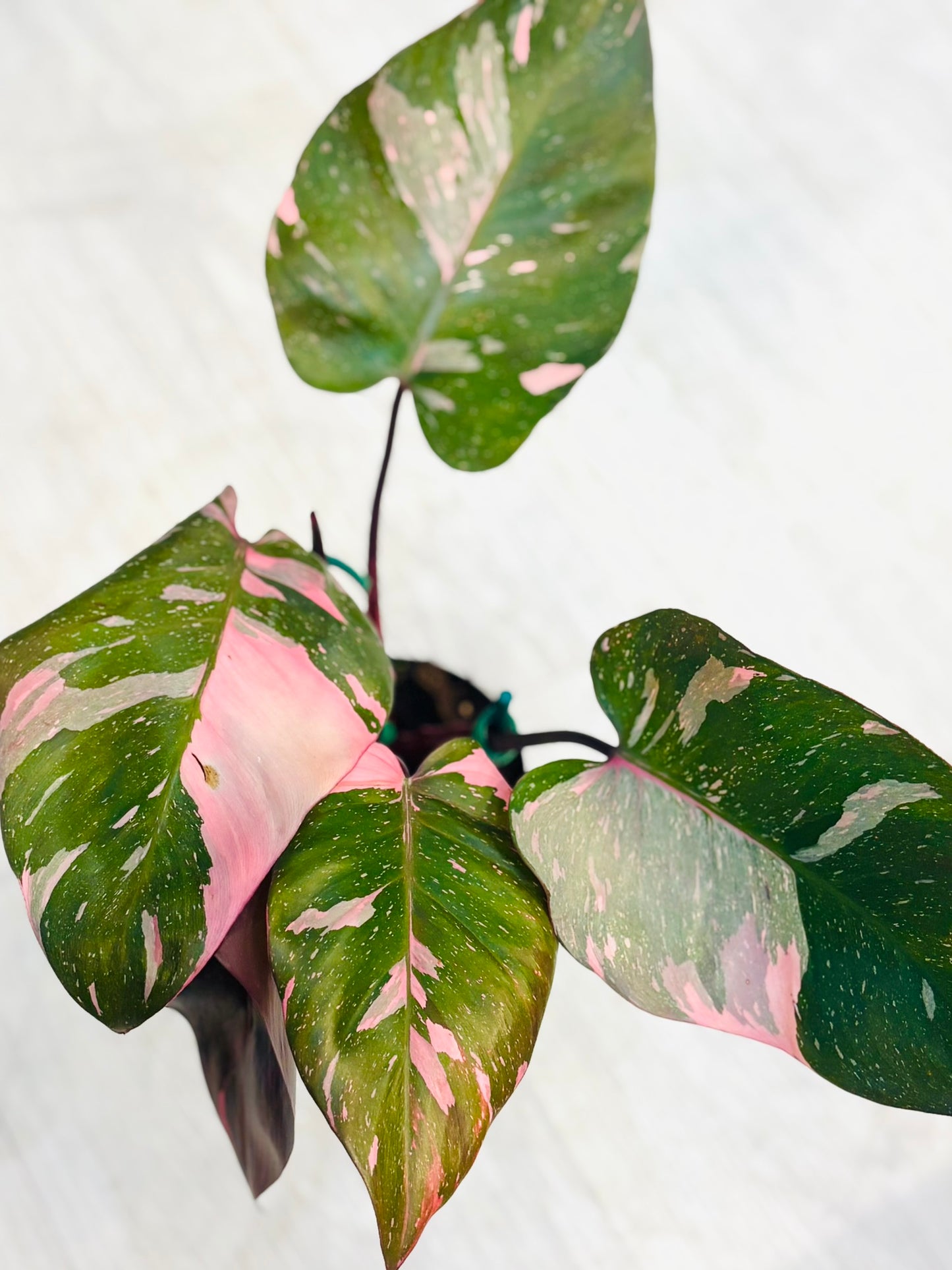 Marble Pink Princess Philodendron
