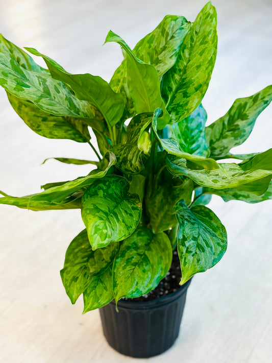 Army Aglaonema