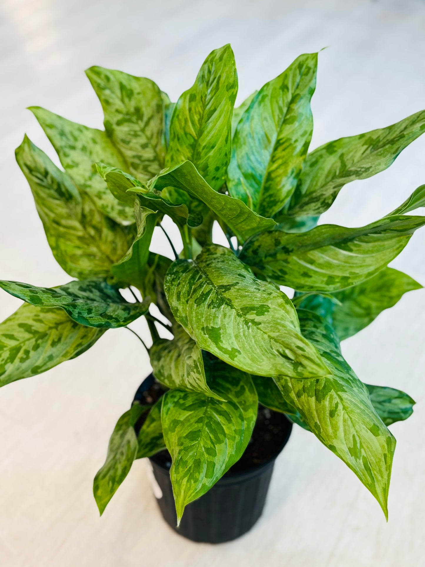 Army Aglaonema