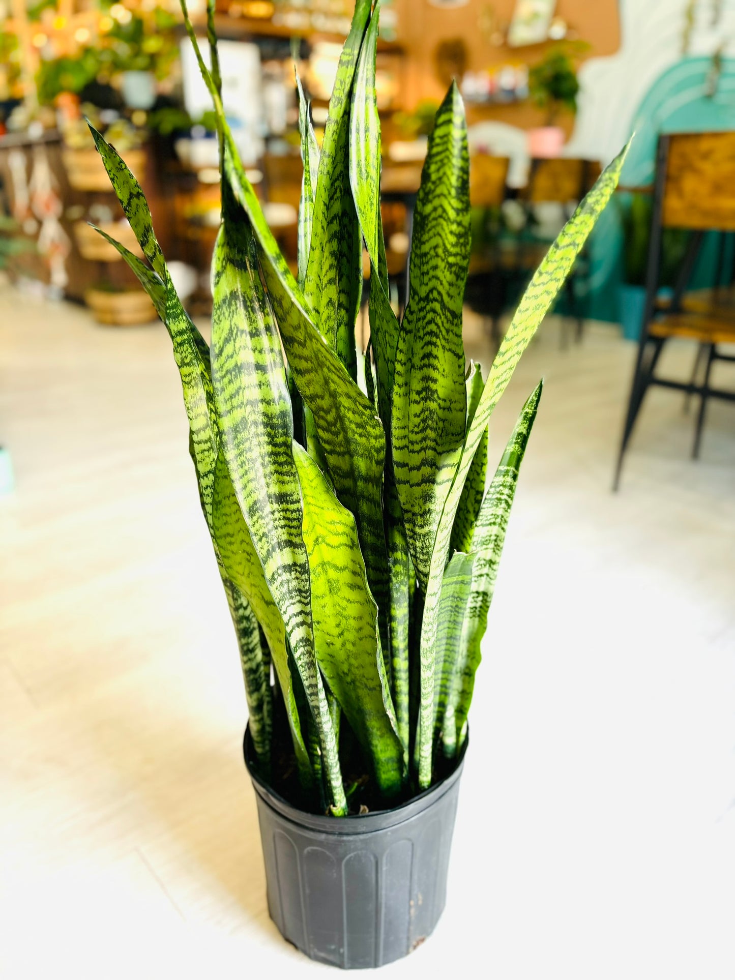 Zeylanica Snake Plant