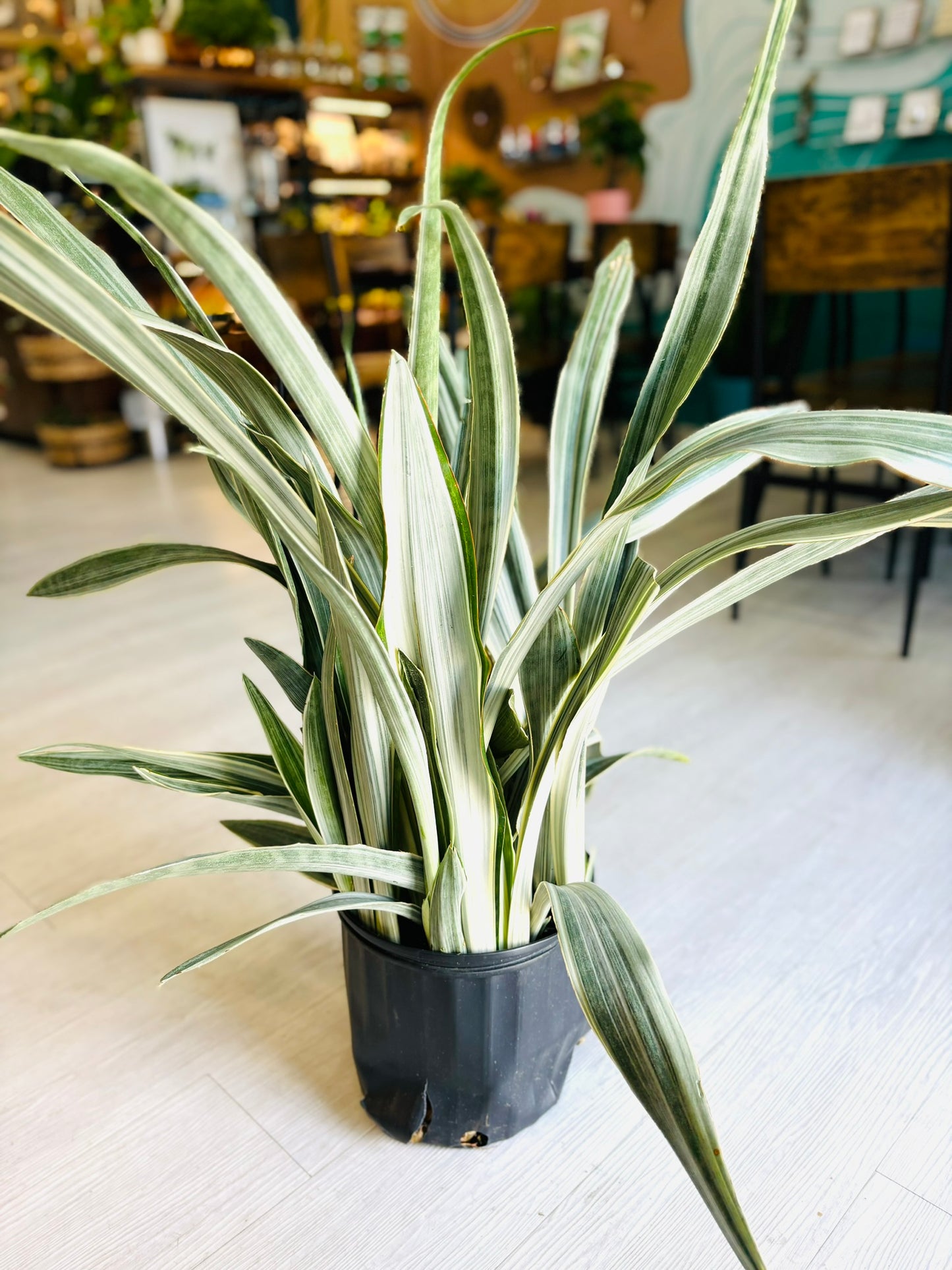 Sayuri Snake Plant