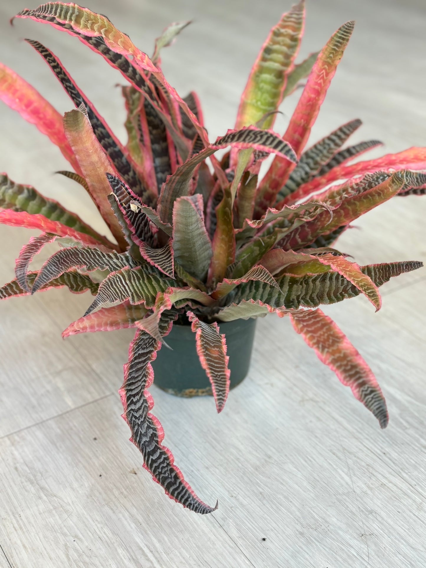 Cryptanthus