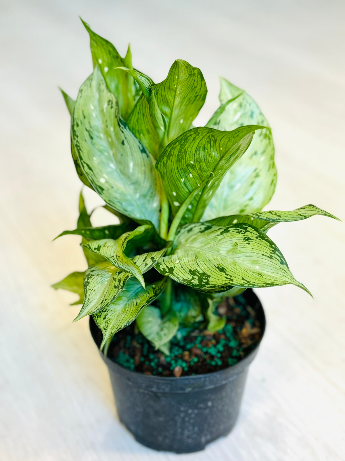 Maculata Tropical Tiki Dieffenbachia