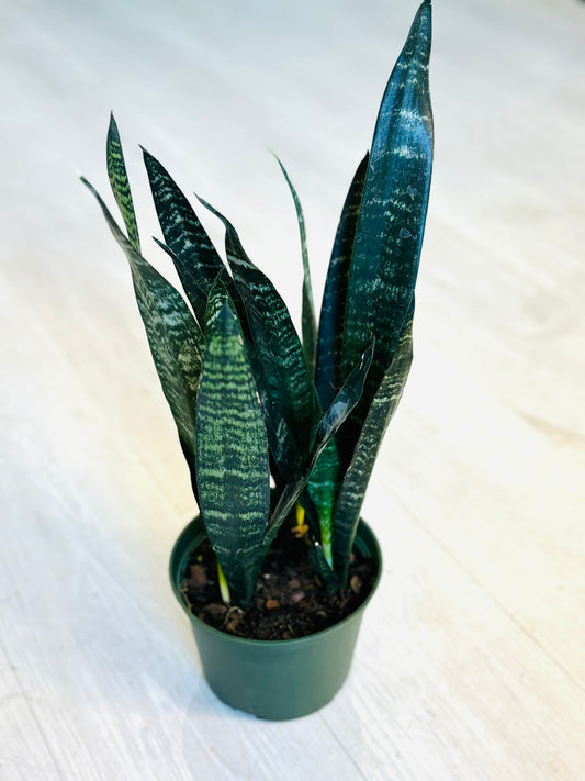 Black Coral Snake Plant