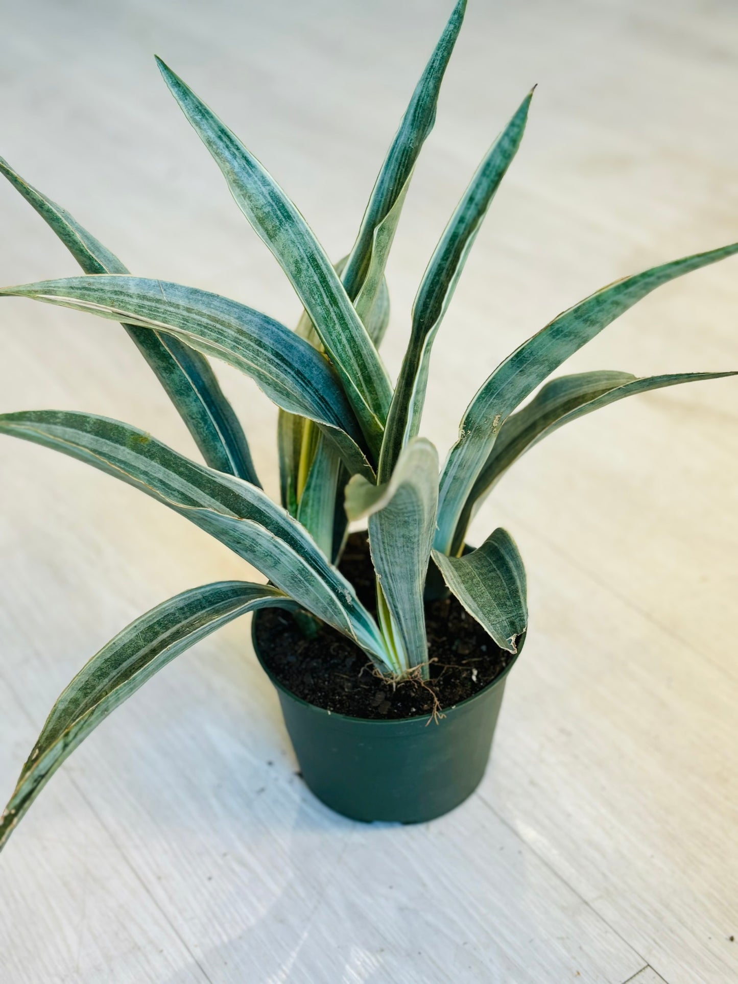Sayuri Snake Plant