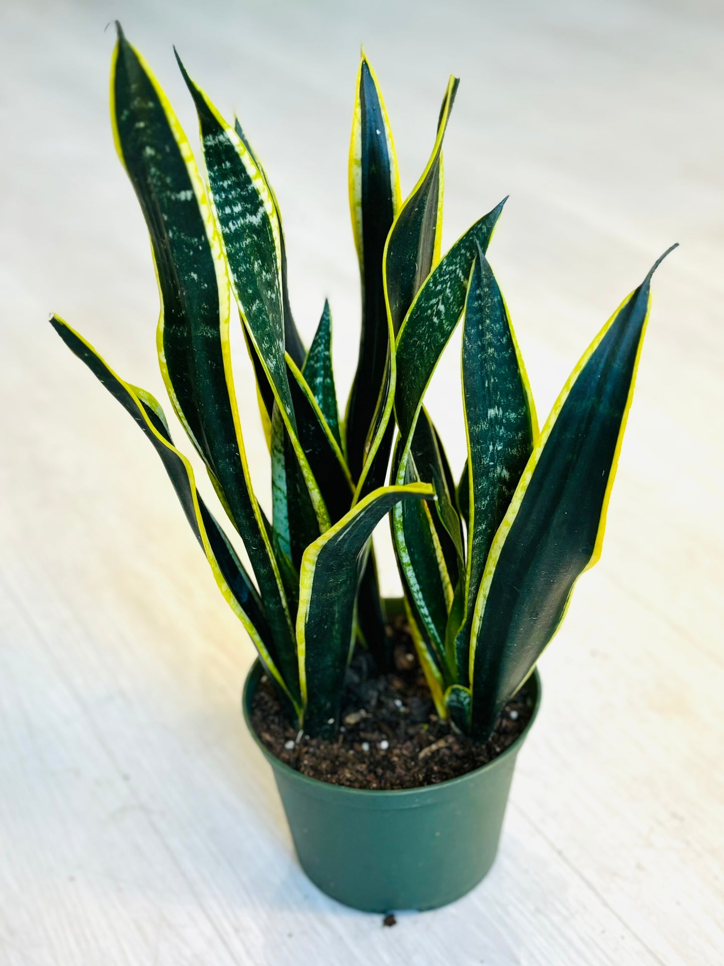 Black Gold Snake Plant