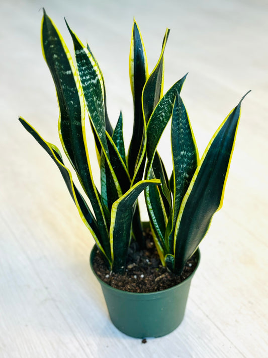 Black Gold Snake Plant
