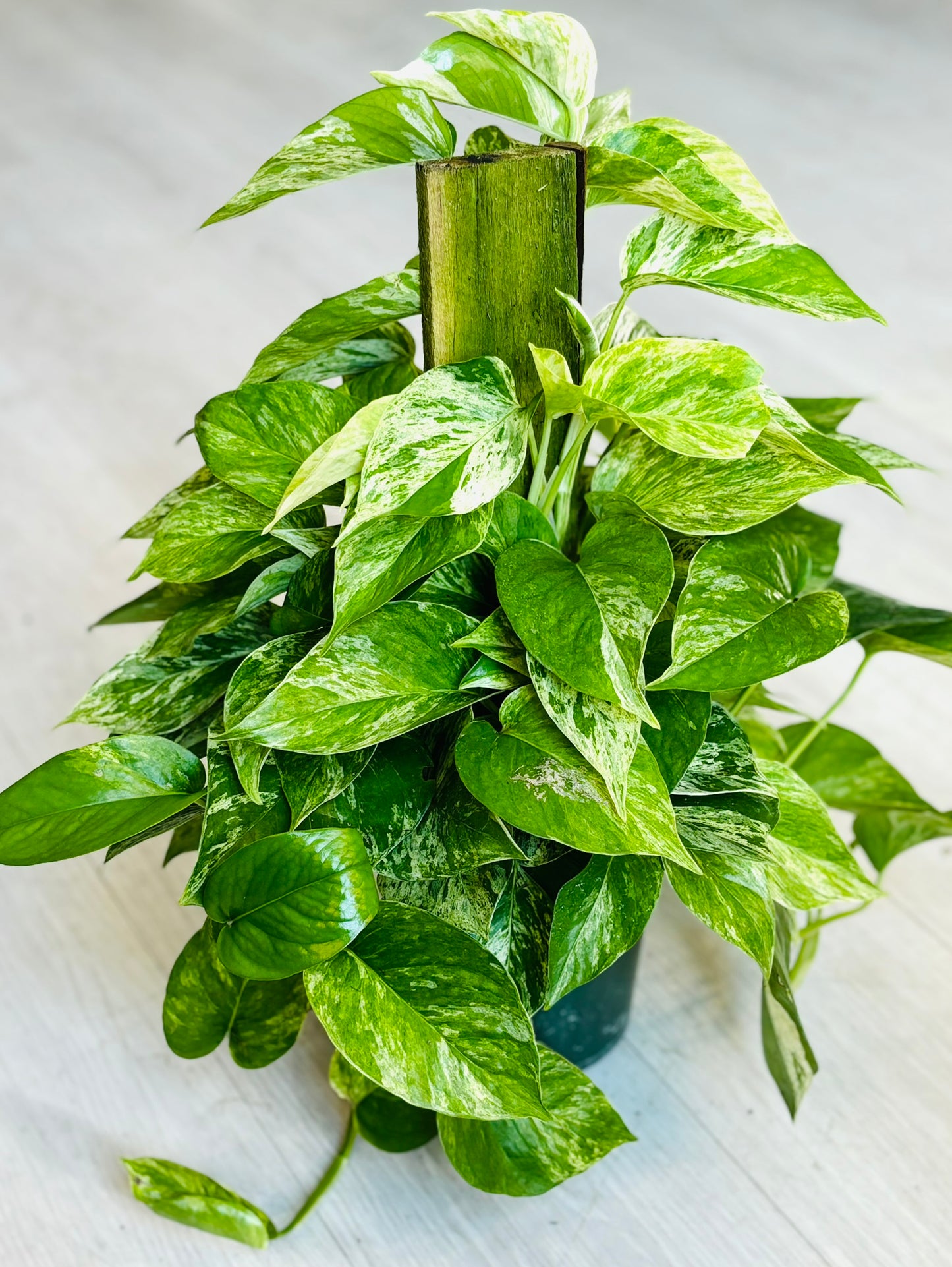 Golden Pothos